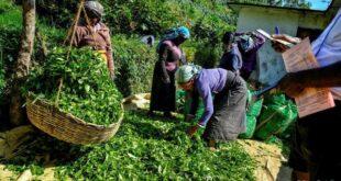 سریلانکا ۶۰میلیون دلار از بدهی خود به ایران را با چای تسویه کرد